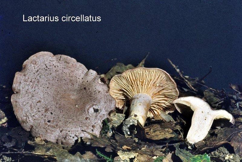 Lactarius circellatus-amf1085.jpg - Lactarius circellatusLactarius circellatus ; Nom français: Lactaire cerclé